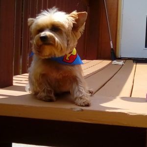 Meet your Posher, Wanda